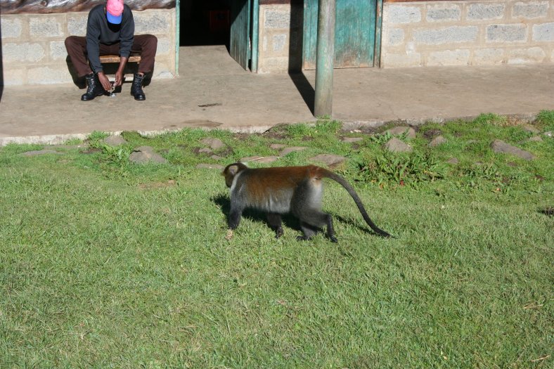 Druhé zvířátko v NP Mount Kenya