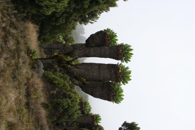 Cestou na Kilimanjaro