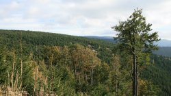 IMG_6444
