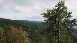 IMG_6445