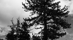 IMG_8003
