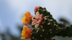 IMG_8780
